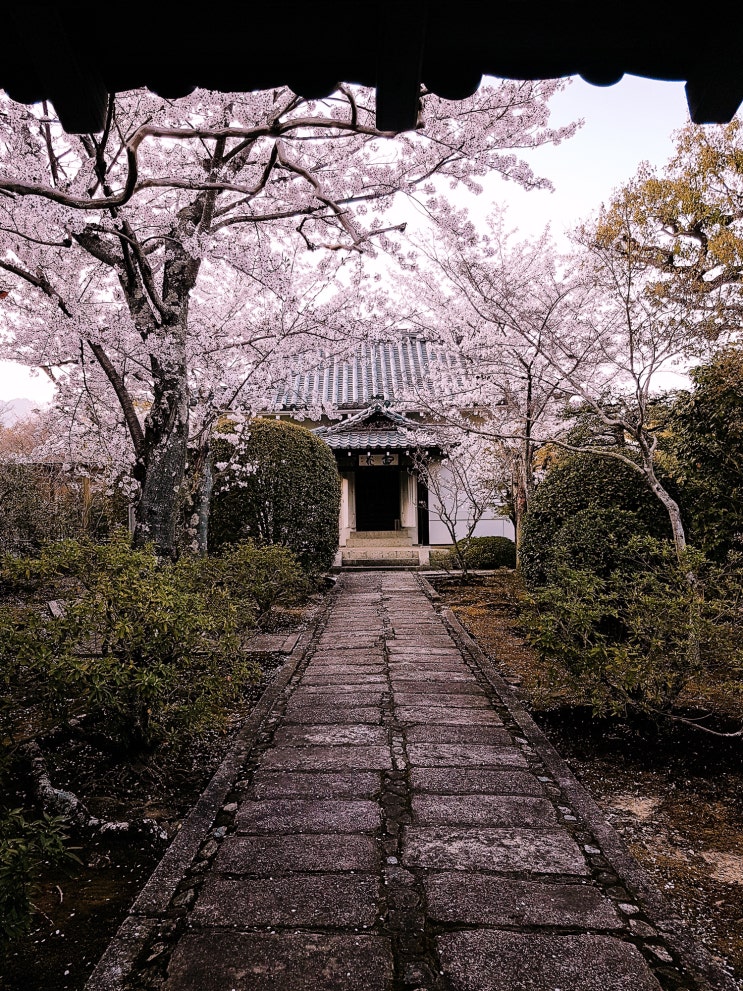 [교토 3일 -2] 덴류지 통합입장권 / 운영시간 / 카레산스이 만드는 과정 / 도게츠교 벚꽃 여행