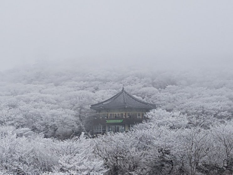 제주도 겨울 자유여행 : 한라산 1100 고지 휴게소 / 천백고지 한라산 설경보기 / 눈꽃 탐방로 /겨울 제주도 최고의 매력