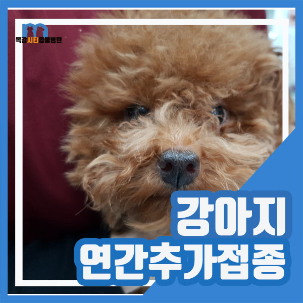  시흥 능곡동 목감시티동물병원 : : 강아지 연간추가접종 / 강아지 인플루엔자 접종 / 강아지 기관지염 접종