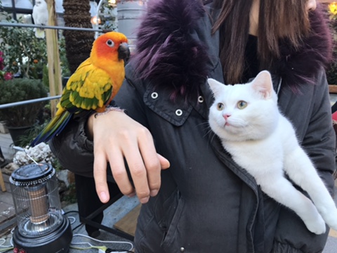  진격의 앵무새 친구들을 만나고 온 고양이 꼬비
