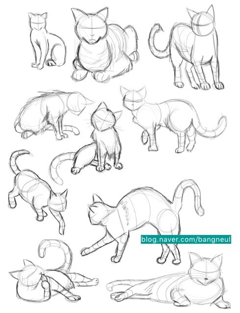고양이 그리는 법(고양이 그리기 / 고양이 뼈대) : 네이버 블로그 고양이 그리는 법(고양이 그리기 / 고양이 뼈대) : 네이버 블로그