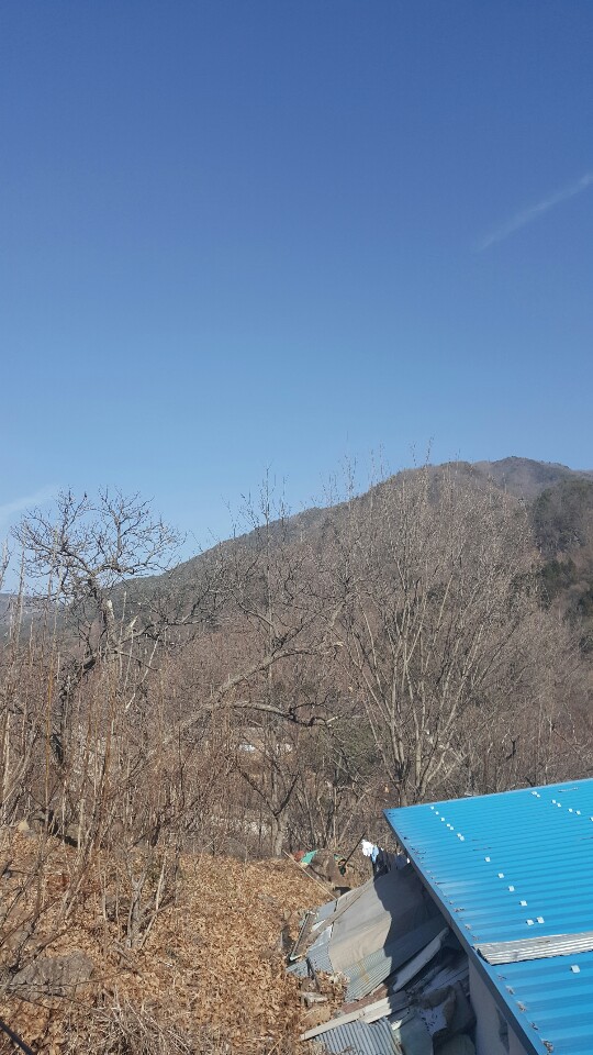  고로쇠물 할머니가 직접 수확!