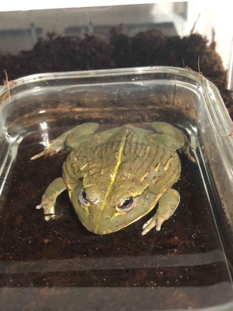 양서류 사육 현황 : 네이버 블로그, image size:800x1067