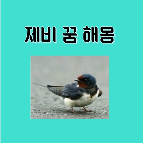 조류 꿈/제비 꿈 해몽 조류 꿈/제비 꿈 해몽