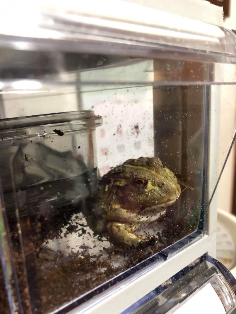 인류는 약 10,000 년 전에 습지를 농지로 개간하여 청개구리 개체군에 상당한 영향을 미쳤습니다, image size:800x1067