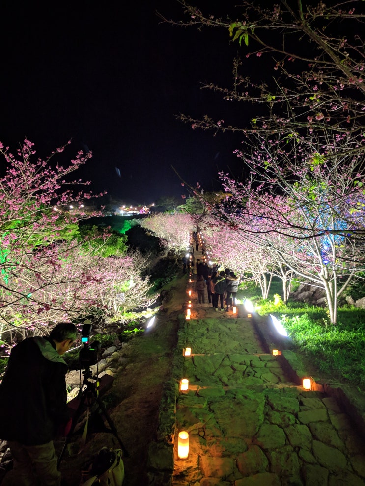 오키나와에서 벚꽃 엔딩, 나키진 성터 밤벚꽃 구경~
