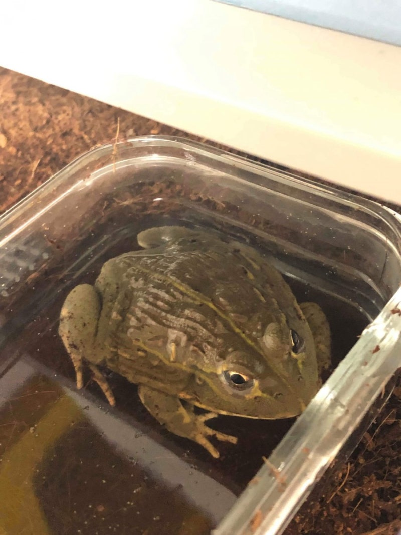 2024 양서류, 파충류 사육사 되는 법! 양서파충류관리사 자격증 취득 \, image size:800x1067