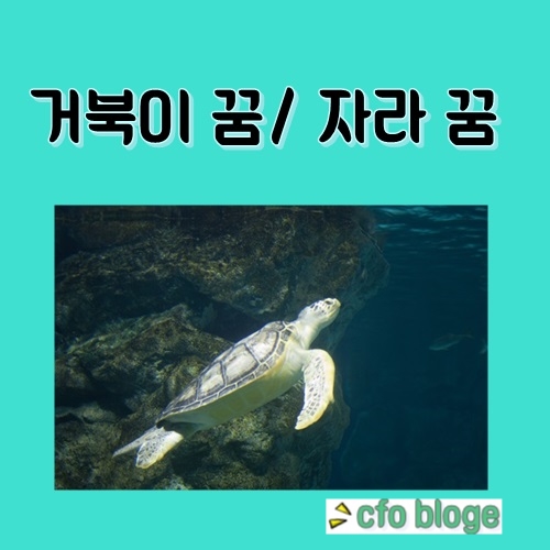 거북이꿈 거북이 나오는꿈/자라꿈해몽