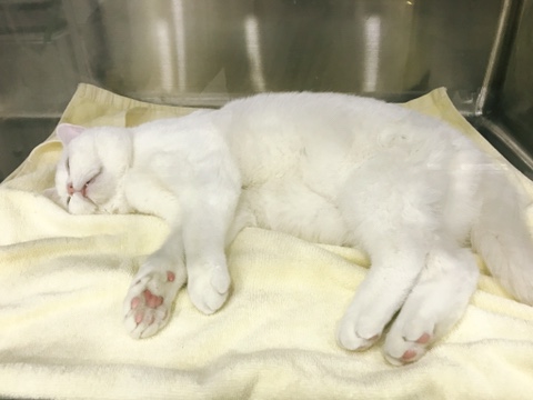  고양이 꼬비 비상사태 발생 - 집사 심장은 철렁