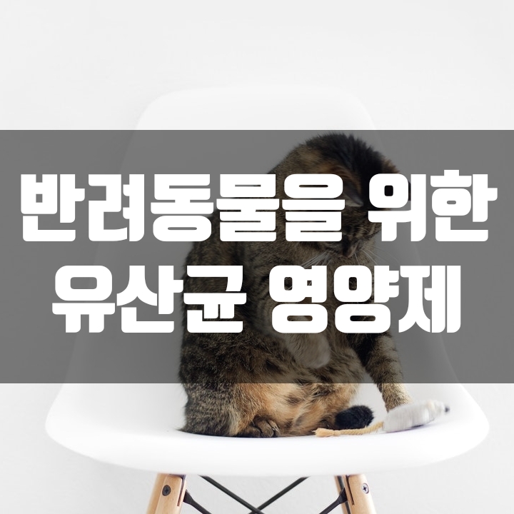  반려동물 유산균_강아지&고양이 장 건강