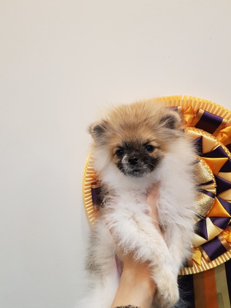  안산 포메라니안분양!! 낮은 가격에 분양하려고 합니다! 1편~