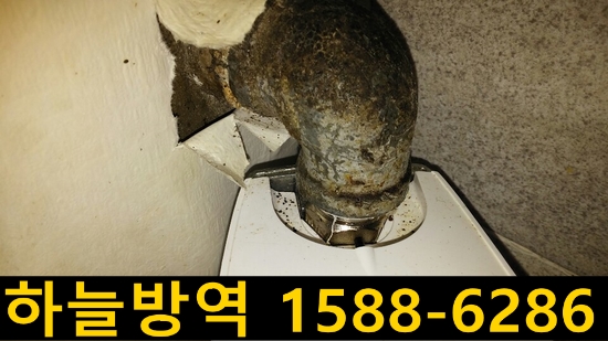  안양 바퀴벌레 바퀴벌레퇴치법 바퀴벌레약 해충퇴치업체 소독업체