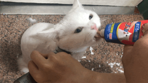 고양이 셀프미용 하기 - 꼬비 변신완료