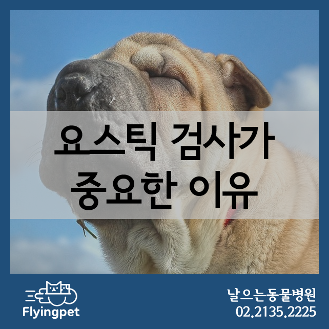  요스틱 검사가 반려동물 신장질환 발견에 중요한 이유 / 강아지요검사, 고양이요검사, 고양이단백뇨, 강아지단백뇨, 요스트립검사, 아밀로이드증, 다낭성신장병