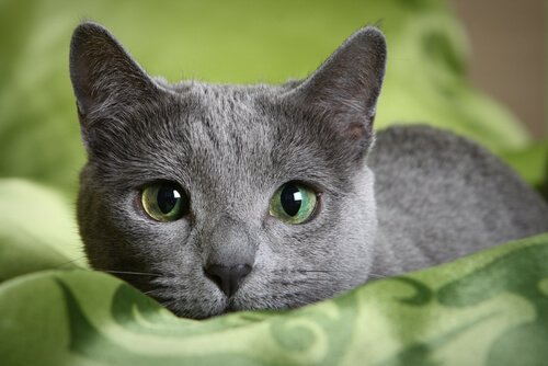  고양이꿈(고양이 꿈후기)