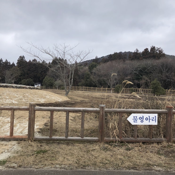  제주도늑대소년촬영지 물영아리오름
