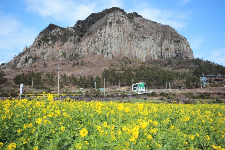  2월제주도여행추천, 산방산유채꽃도 보고 산방산탄산온천 즐겨요~