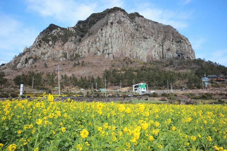 2월제주도여행추천, 산방산유채꽃도 보고 산방산탄산온천 즐겨요~