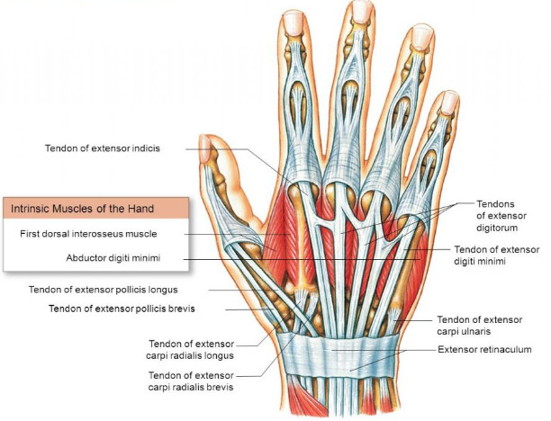 M Extensor Digitorum Communis Extensor Digitorum Communis