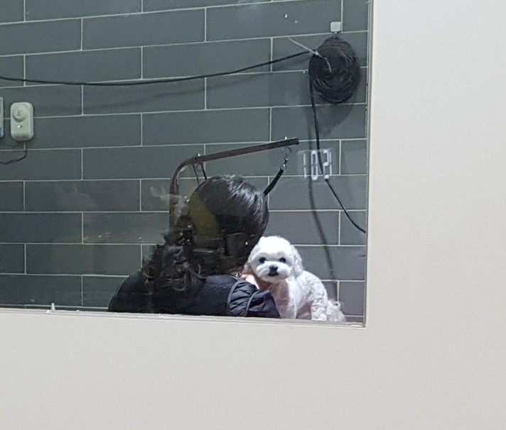  [인천애견미용] 오픈애견미용샵 멍쮸에서 꽁지미용하고 왔어요 