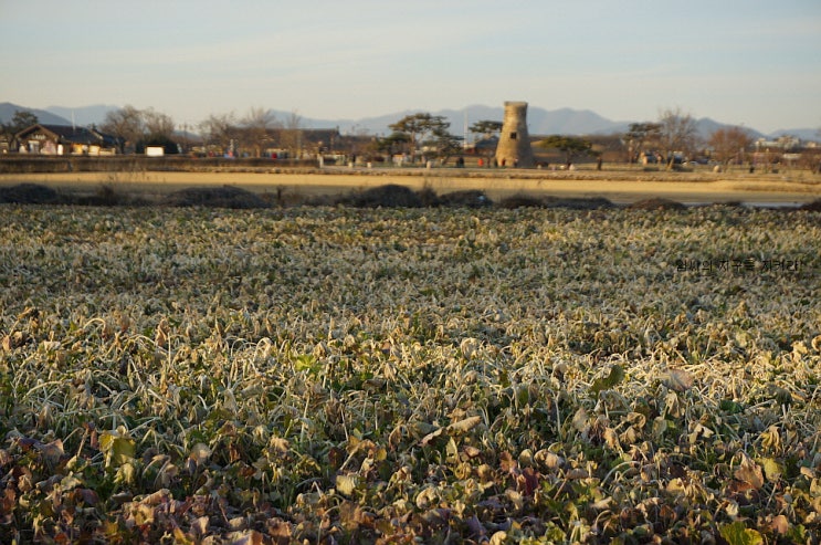  경주 첨성대 계림, 함께 걷기 좋은 곳. 사진 찍기 좋은 곳.