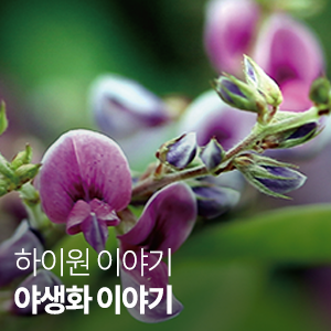  [하이원 이야기] 야생화와 나무를 만나다