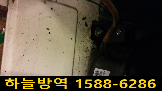  의왕 바퀴벌레 / 쥐 / 친환경 소독 / 소독업체  / 개미 퇴치