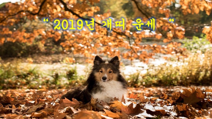  2019년개띠운세 알아 보아요.