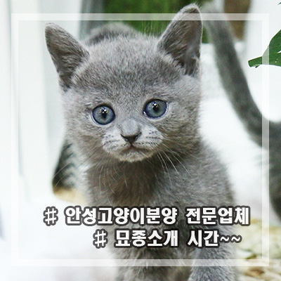  안성고양이분양 미니펫에서 고양이 종류 추천해드려요 :)