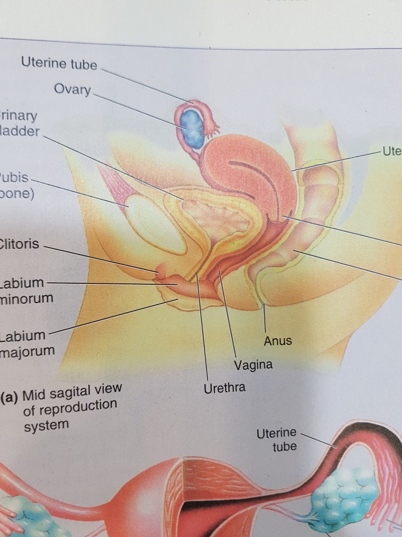 골반 내 장기에 염증이 생기는 골반염 통증 위치는? 6