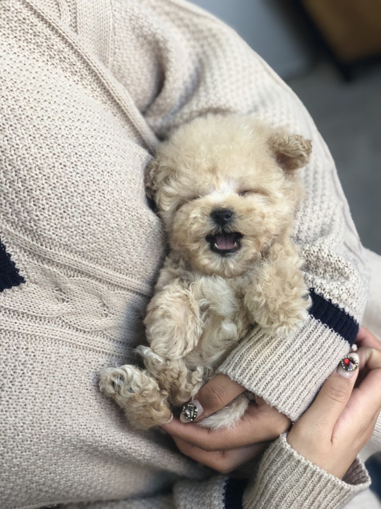  노원 강아지분양 토이푸들이 최고!