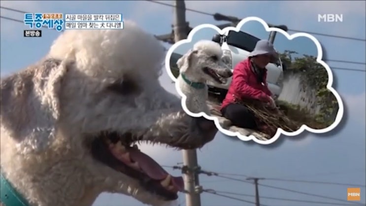  MBN현장르포특종세상 껌딱지 다니엘 방송타써요^^