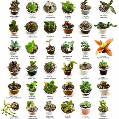 식물의 종류] 다육식물이란 무엇일까? : 네이버 블로그