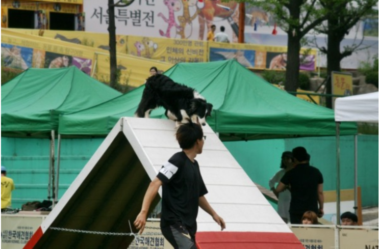  스테이영 강아지 방문훈련 후기와 좋은 업체 찾기