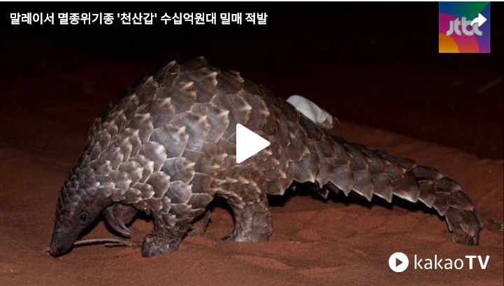 말레이서 멸종위기종 '천산갑' 수십억원대 밀매 적발