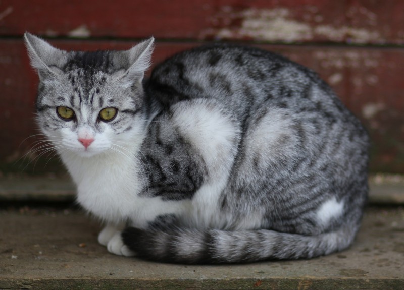 집사라면 알아둬야 하는 고양이 꼬리 언어 : 네이버 블로그