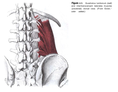 요방형근(Quadratus Lumborum) 통증유발점(트리거포인트,trigger point)의 기전과 치료(Myofascial ...