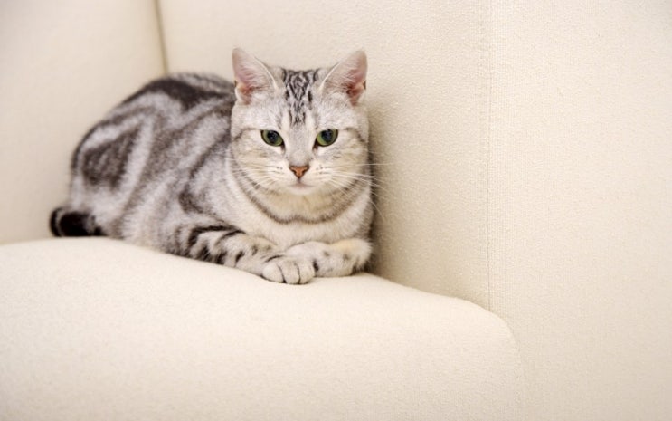 고양이 사진,50장,2019년2월14일.동물사진,동물사진모음,귀여운동물사진,동물사진화보,동물사진백과,강아지,고양이,토끼,햄스터 고양이 사진,50장,2019년2월14일.동물사진,동물사진모음,귀여운동물사진,동물사진화보,동물사진백과,강아지,고양이,토끼,햄스터