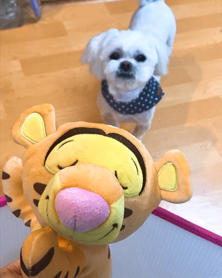 장난감 복 걷어찬 말티츄 꼬까미 장난감 복 걷어찬 말티츄 꼬까미