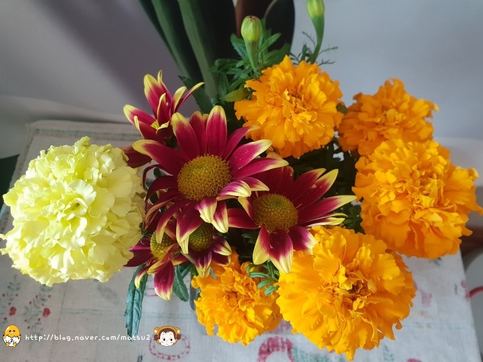  해피 발렌타인데이 기념 꽃주리화원서 데려온 꽃모음 第19탄 메리골드(마리골드)-드라마 뷰티인사이드에 등장한 금잔화 소개합니다^^
