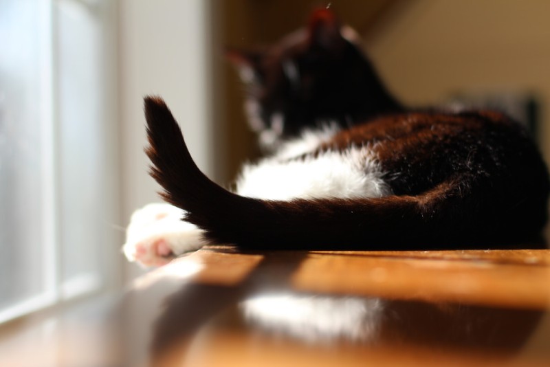 집사라면 알아둬야 하는 고양이 꼬리 언어 : 네이버 블로그