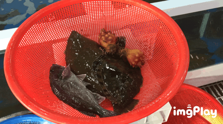  울진 후포 수산시장 횟집 먹방