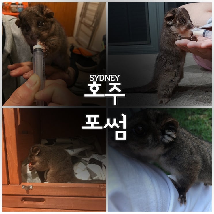  호주포썸 키웠었던 썰