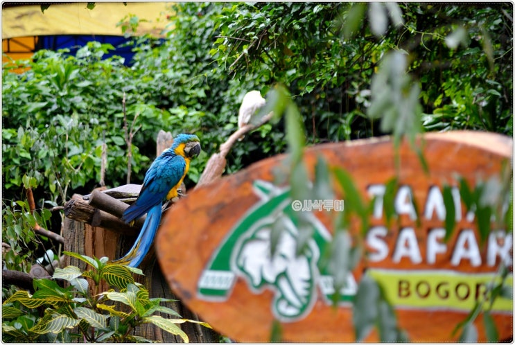 보고르 따만사파리(TAMAN SAFARI) 데이투어