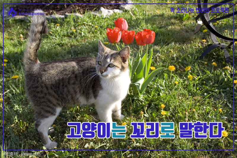 집사라면 알아둬야 하는 고양이 꼬리 언어 : 네이버 블로그 집사라면 알아둬야 하는 고양이 꼬리 언어 : 네이버 블로그