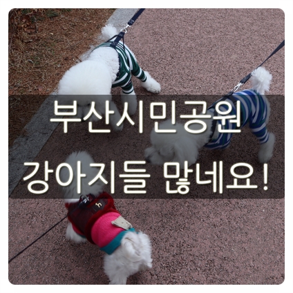 부산시민공원 주차장 정보 및 강아지 산책 모습!