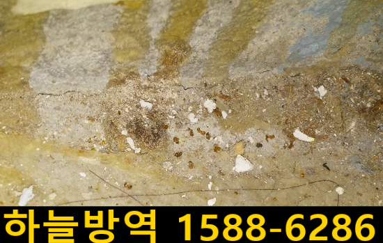 군포 개미 개미퇴치잘하는곳 개미퇴치업체 개미약 해충퇴치 해충퇴치업체