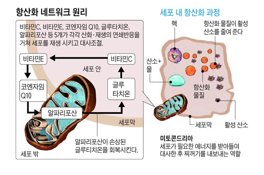  항산화 네트워크(항노화) 영양제 조합