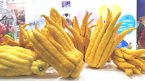 [특이한 손가락 레몬(Fingered citron)]불수귤나무(Buddaha's hand)/불수감(仏手柑)/Fingered Lemon