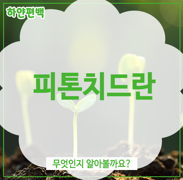  피톤치드란, 무엇인지 알아볼까요?